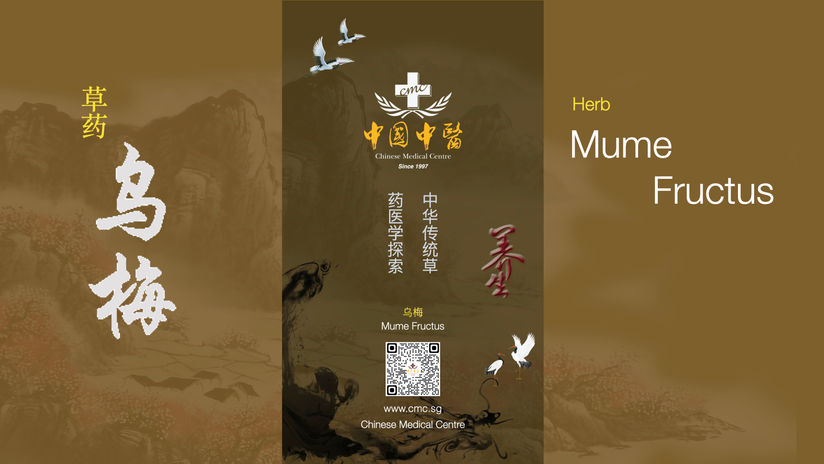 TCM 草药乌梅 / Herb Mume Fructus